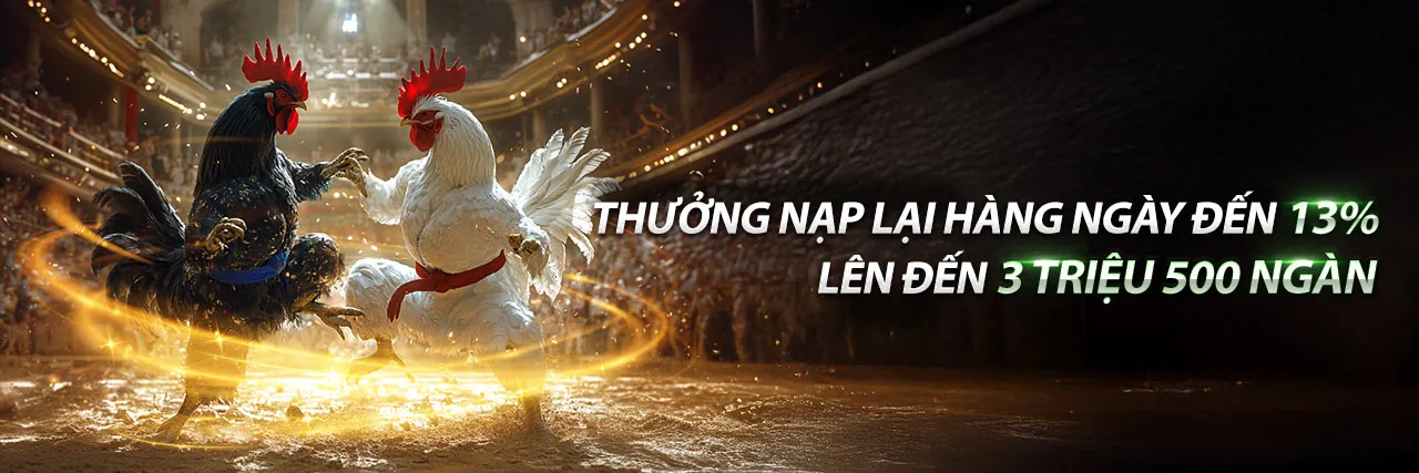 Xem Đá Gà Trực Tiếp C1 Hôm Nay – Sân vận động sôi động